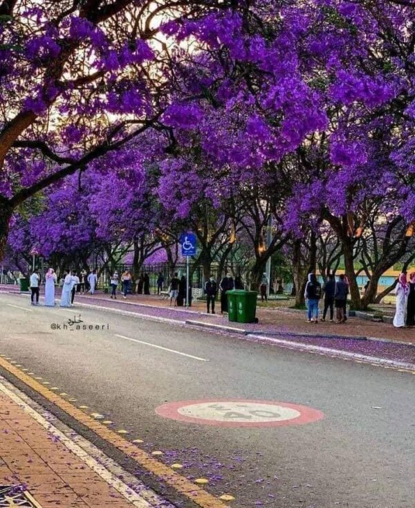 Abha Package - Image 4